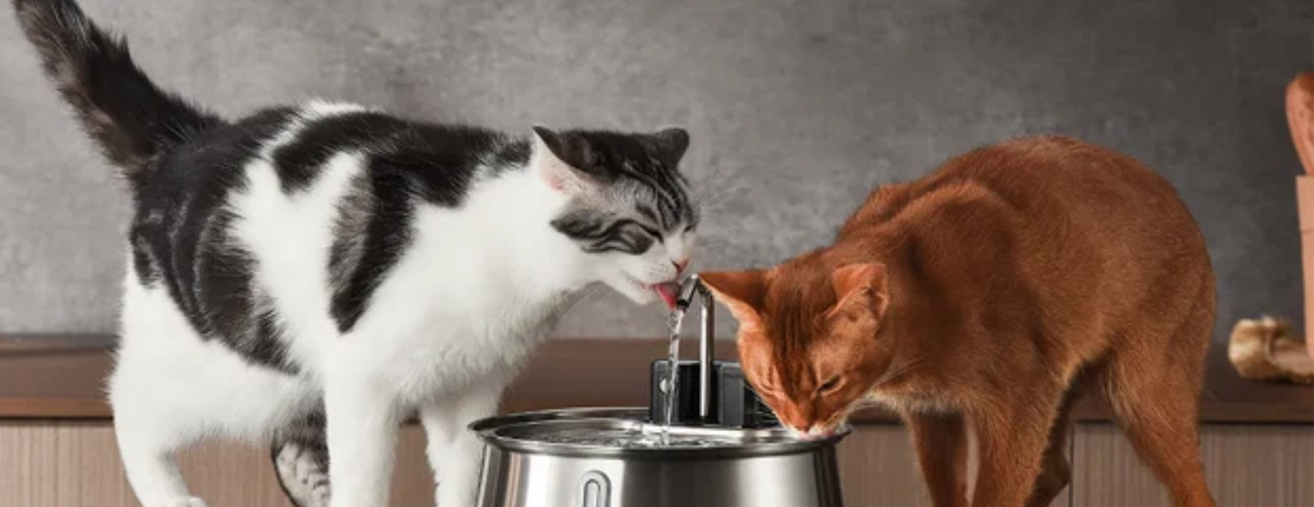 KittySpout