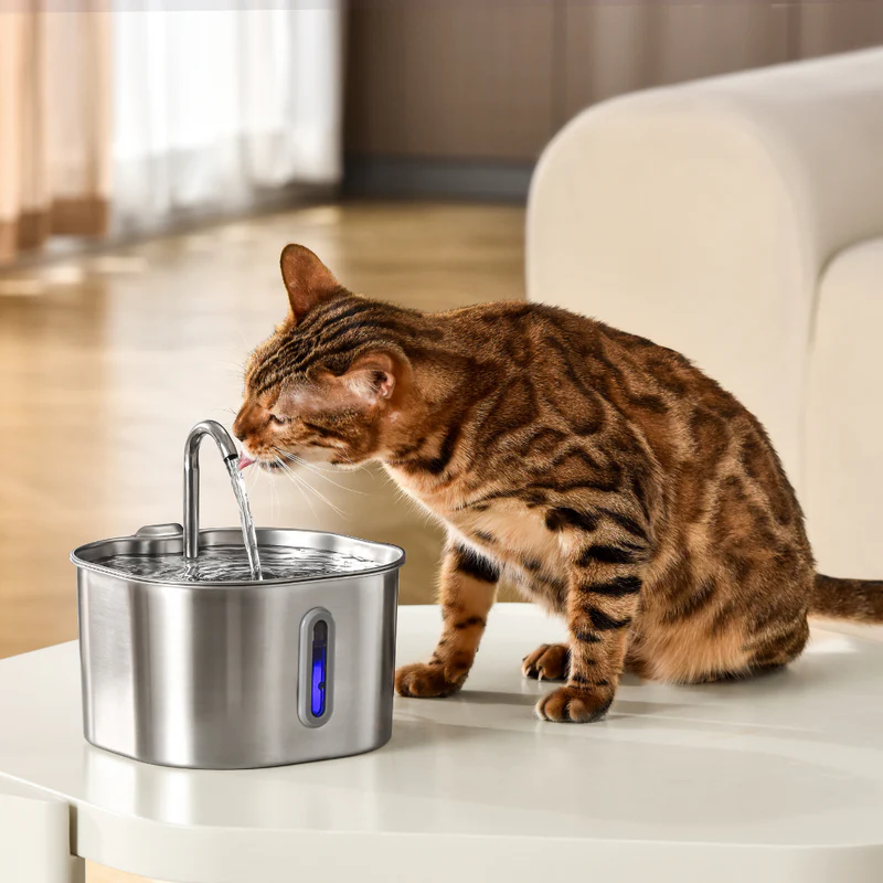Kitty Spout