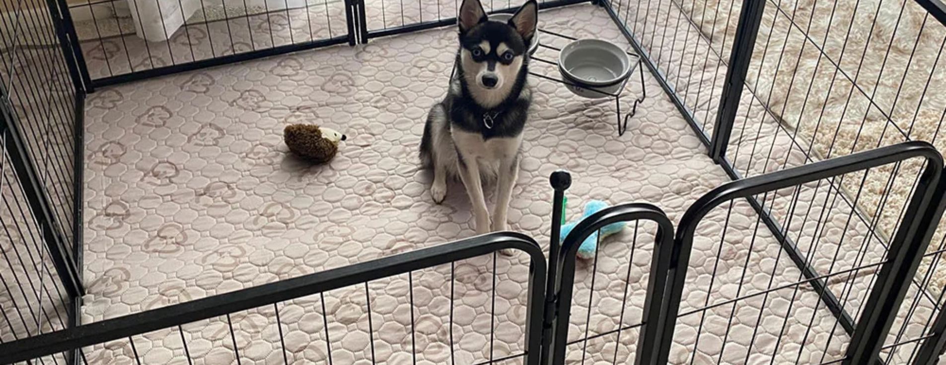 doggie playpens