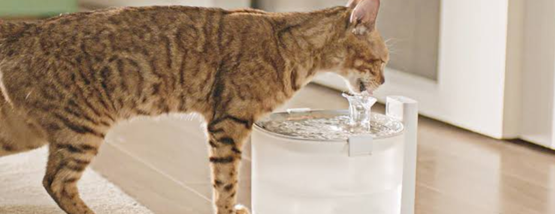 KittySpout