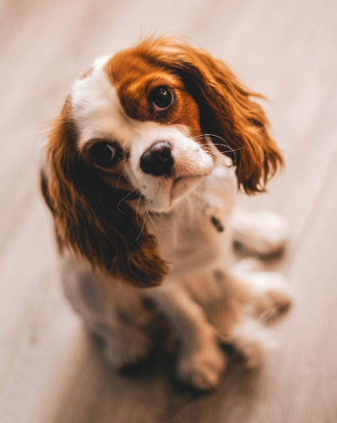 parasite-treatment-for-dogs